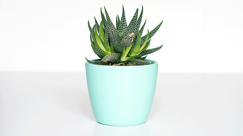 Aloe vera plant