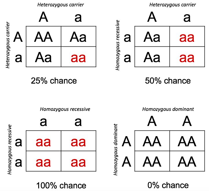 A Punnet square diagram depicting odds of homozygous recessive trait.