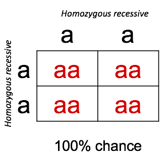 A Punnett square showing a genetic cross between two homozygous recessive parents (aa and aa). All four boxes in the grid contain 