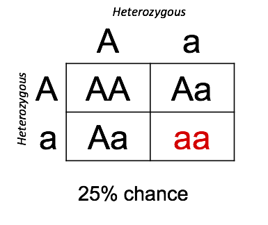 A Punnett square showing a genetic cross between two heterozygous parents (Aa and Aa). The grid shows the following outcomes: one 