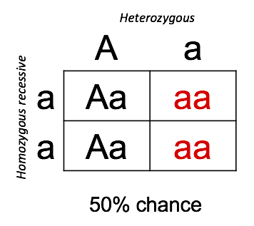 A Punnett square showing a genetic cross between a heterozygous parent (Aa) and a homozygous recessive parent (aa). The grid shows two 