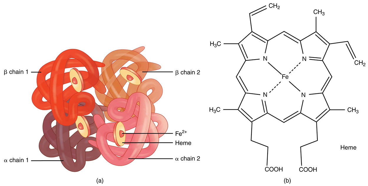Hemoglobin—(a) A molecule of hemoglobin contains four globin proteins, each of which is bound to one molecule of the iron-containing pigment heme. (b) A single erythrocyte can contain 300 million hemoglobin molecules, and thus more than 1 billion oxygen molecules.