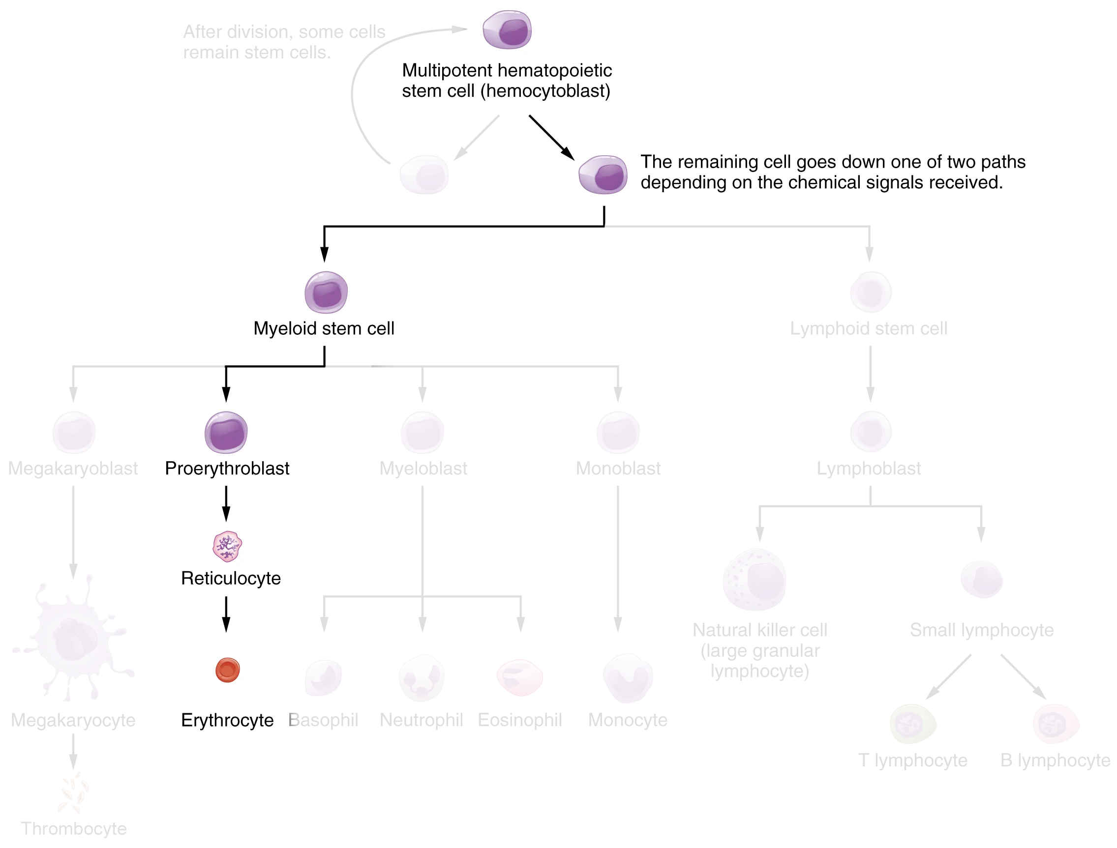 Erythropoiesis—Hematopoietic stem cells differentiate into erythrocytes through the process of erythropoiesis, a portion of the larger hematopoiesis process.