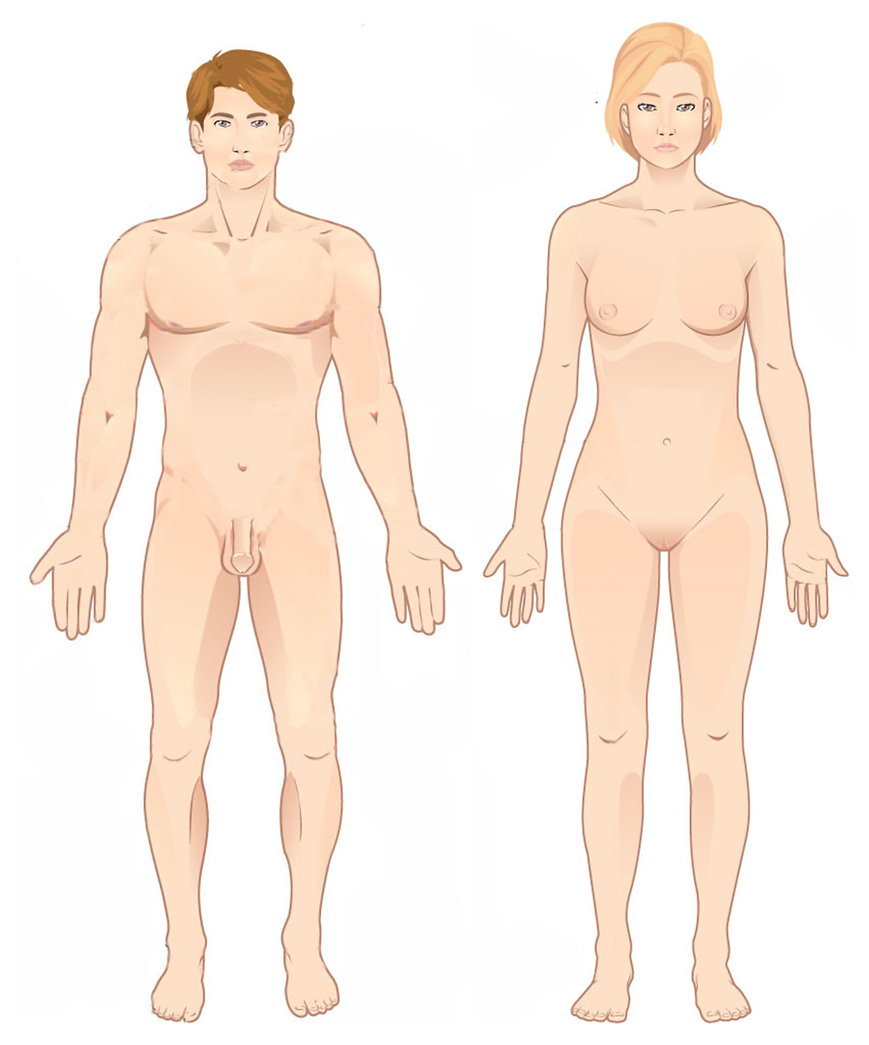  Illustration of an adult male and female standing in the standard anatomical position. Both figures are shown facing forward with arms at the sides and palms facing outward. The male figure is on the left and the female figure is on the right. Both figures are nude to clearly display anatomical features relevant to medical study.