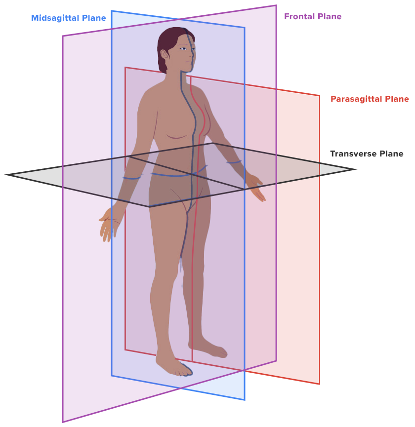 Diagram of a human figure showing three anatomical planes: sagittal plane dividing the body into left and right, frontal (coronal) plane dividing the body into front and back, and transverse plane dividing the body into upper and lower parts.