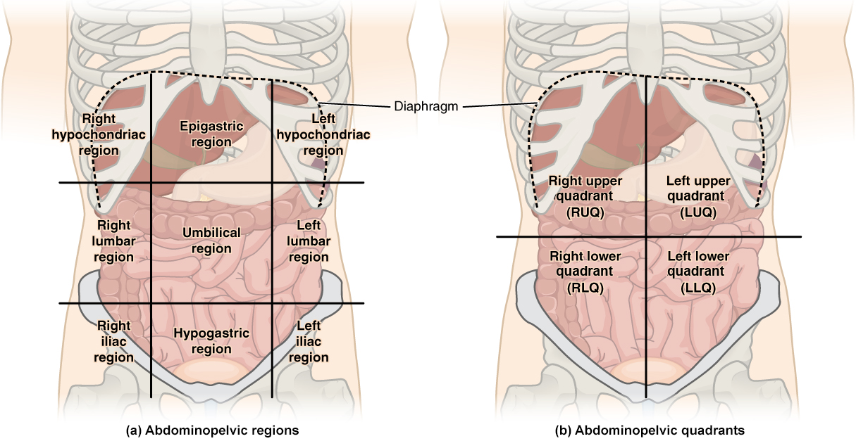 Diagram showing two ways to divide the abdominopelvic area. The left side displays nine regions: right and left hypochondriac, epigastric, right and left lumbar, umbilical, right and left iliac, and hypogastric. The right side shows four quadrants: right upper (RUQ), left upper (LUQ), right lower (RLQ), and left lower (LLQ).