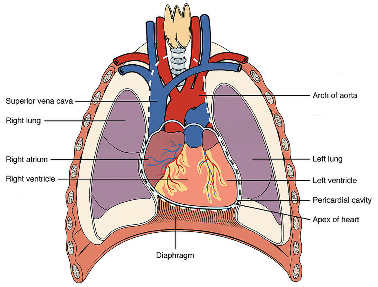 Anterior view of the chest. The heart is near the center with its bottom apex to the lower left. The right lung occupies most of the left chest cavity and the left lung occupies much of the left chest cavity. The diaphragm is below the heart and lungs. The superior vena cava extends down to the right atrium, a smaller chamber above the larger right ventricle. The pulmonary trunk branches from the right ventricle. The pericardial cavity encloses the heart. The arch of the aorta curves from the top of the heart.