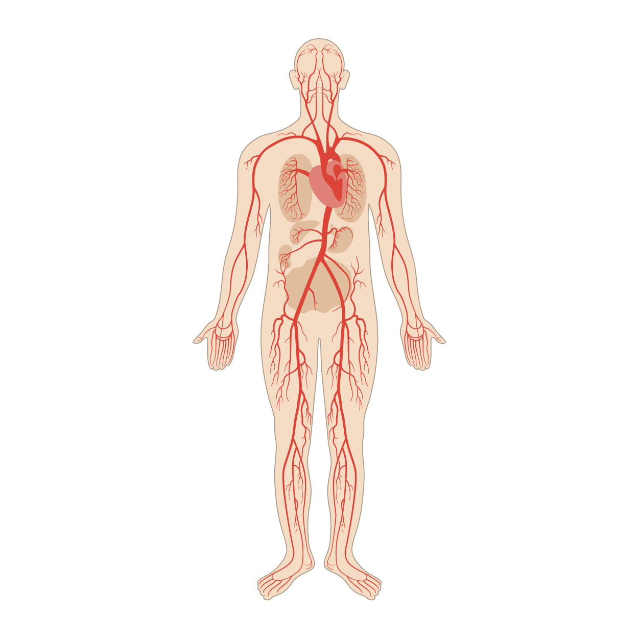 An anterior view of a woman shows complex branching of arteries throughout the body.]