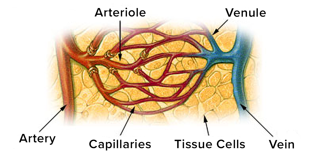 An image shows a large artery that branches to smaller arterioles that branch to a mesh of capillaries. The capillaries come together to form venules, which drain into a larger vein.