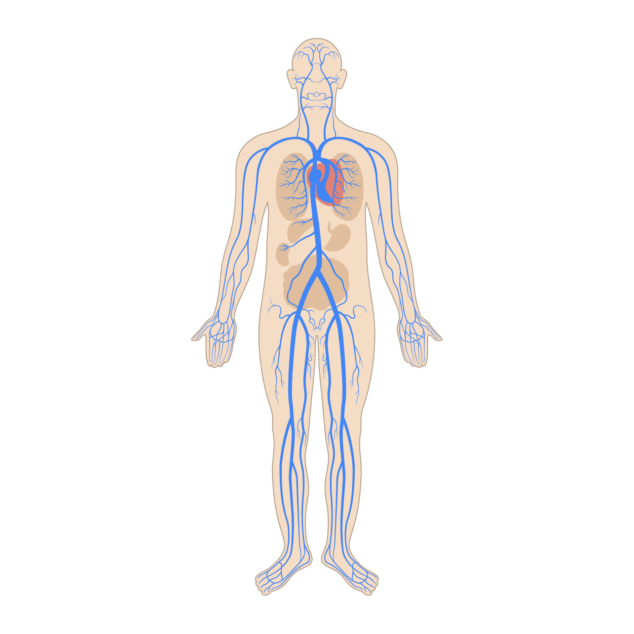 An anterior view of a woman shows complex branching of veins throughout the body.