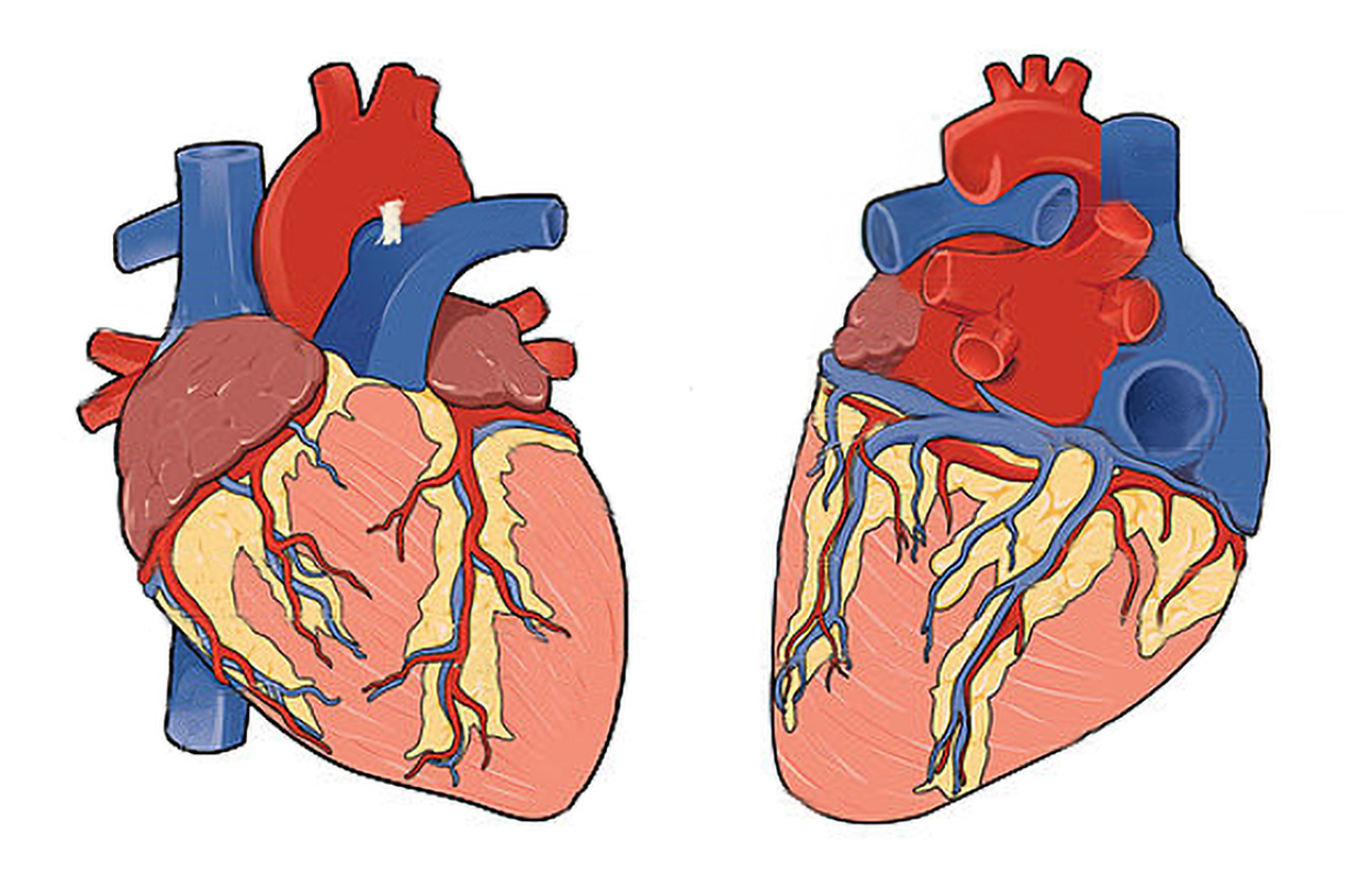 Anterior and posterior views of the heart showing coronary arteries and veins.