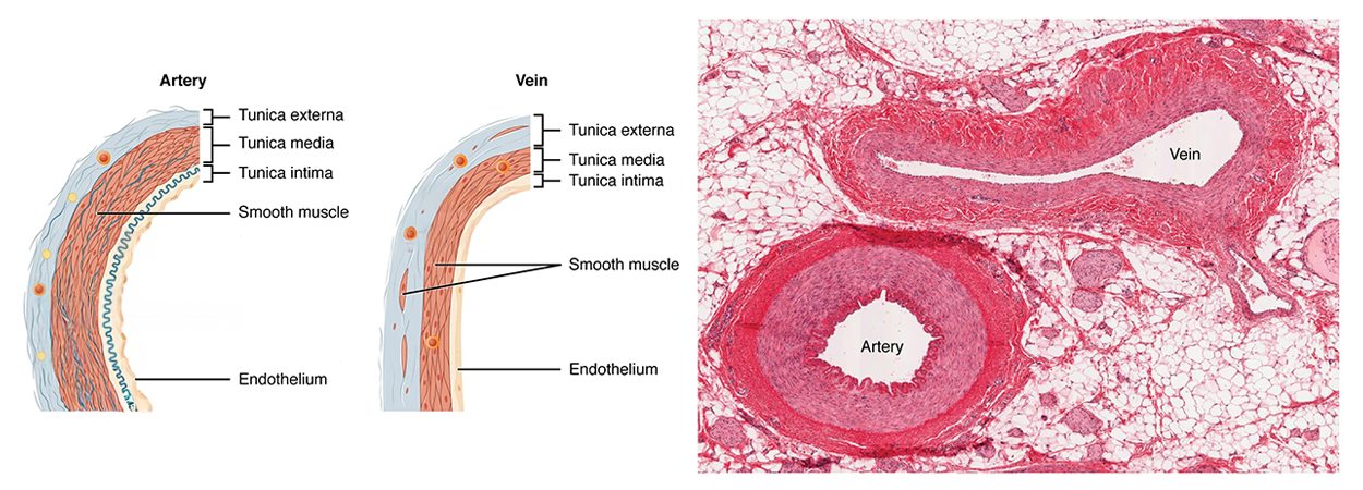 Illustration and micrograph of blood vessels. The illustration shows curved walls of an artery and vein. From outer surface to interior, the layers are tunica externa, tunica media, tunica intima, smooth muscle, and endothelium. The smooth muscle in particular is thicker in the artery. The micrograph shows a flattened vein above a round artery. The artery has a thick, robust wall and the vein has a thinner wall.