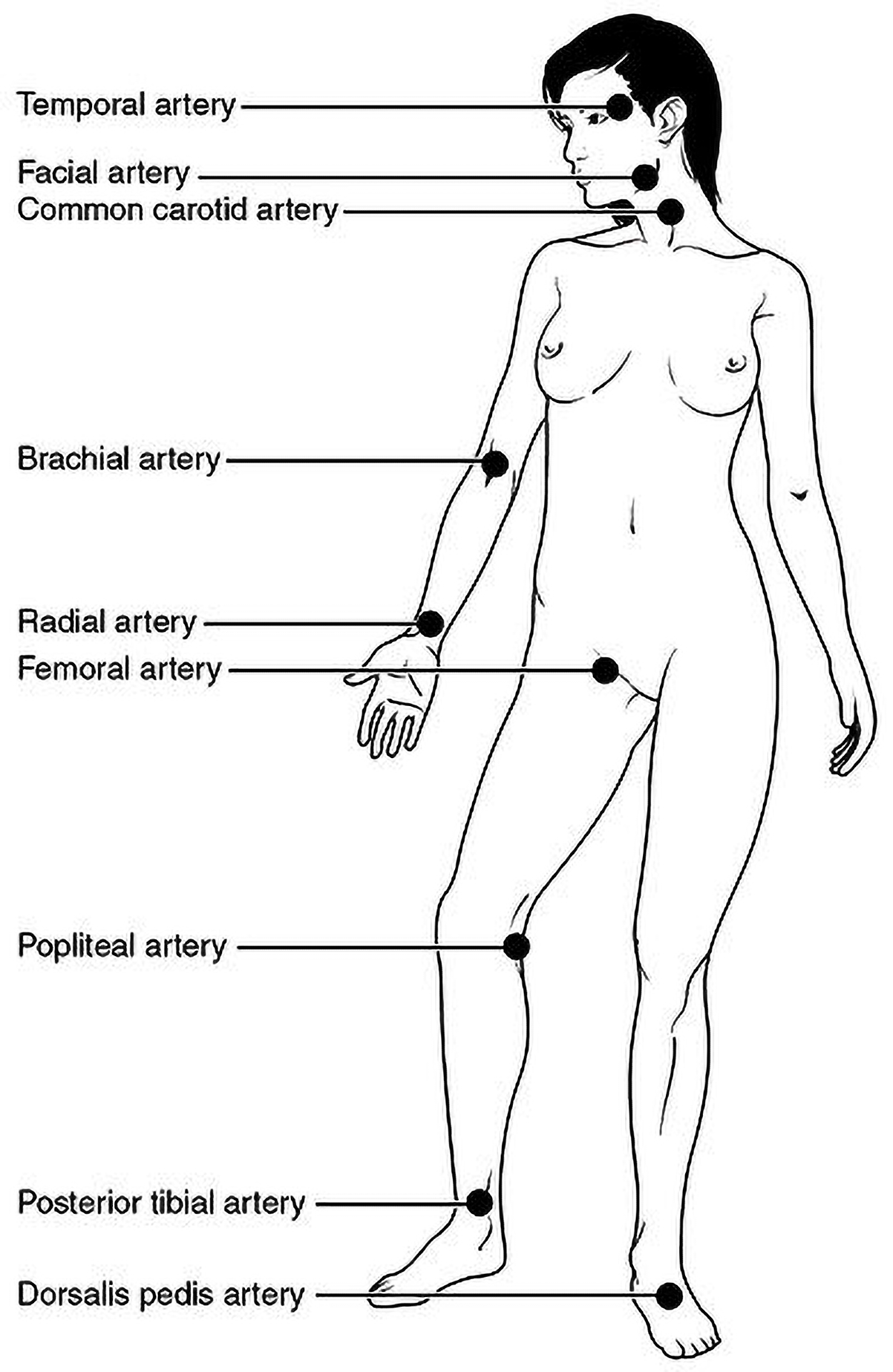An illustration shows pulse sites as follows: temporal artery in the forehead, facial artery on jaw, common carotid artery on neck, brachial artery on antecubital space (inside of elbow), radial artery on the wrist, femoral artery in the groin region, popliteal artery on the back of the knee, posterior tibial artery on the inner ankle, and dorsalis pedis artery on the top of the foot.