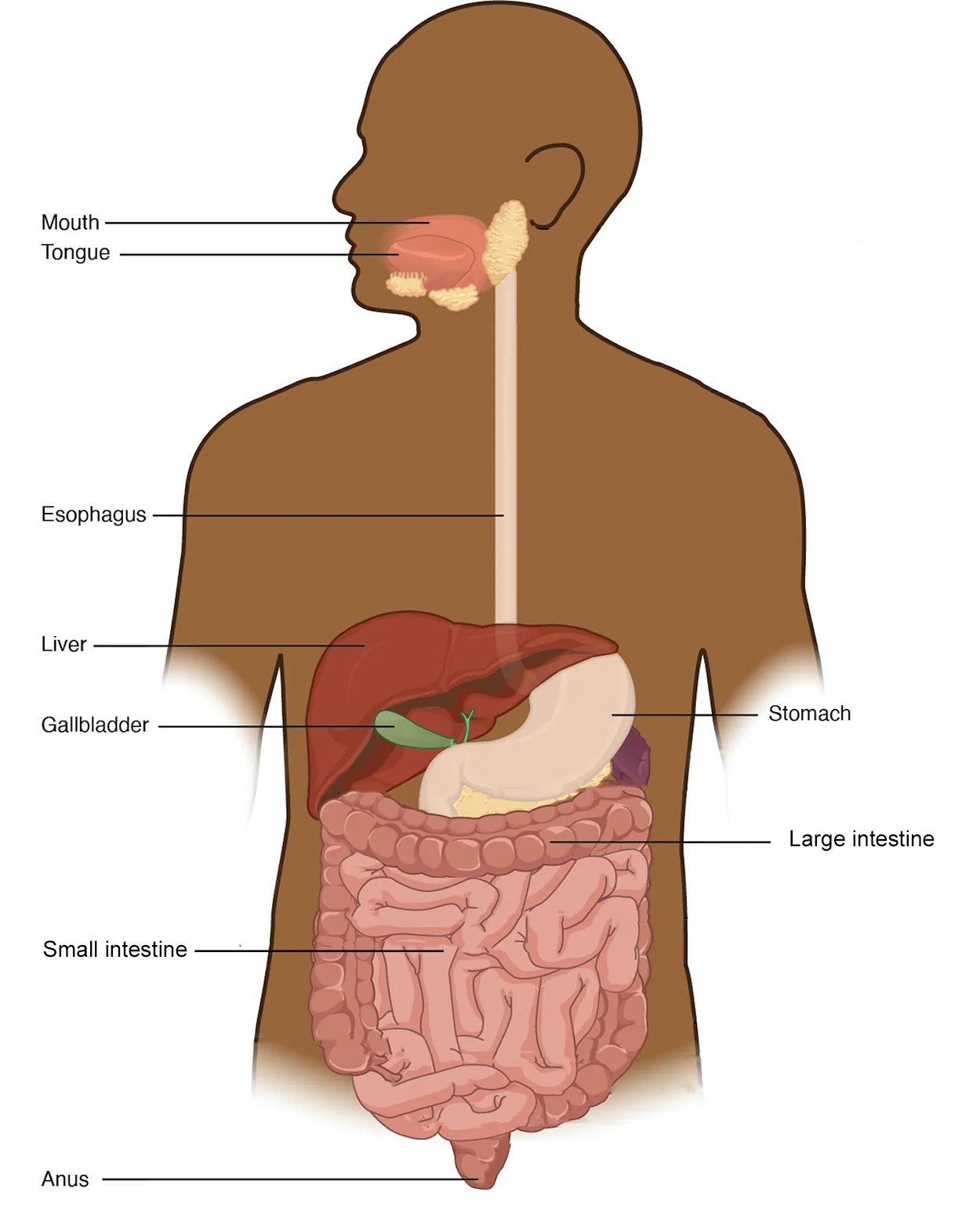 The human digestive system includes the mouth, tongue, esophagus, stomach, small intestine, large intestine, ascending colon, transverse colon, descending colon, anus, liver, and gallbladder.