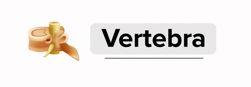 A single anatomical vertebra is shown on the left side of the screen, while the word ‘Vertebra’ is shown in large black font in a gray box on the right side of the screen. The word ‘Vertebra’ splits apart where ‘Vertebr’ remains black and the suffix ‘-a’ turns purple. The suffix ‘-a’ transforms into the suffix ‘-ae’ while the image of the single anatomical vertebra transforms into an entire spinal column, also depicted anatomically, and shown within the silhouette of a human torso. The suffix ‘-ae’ joins to the prefix ‘Vertebr’ to form the word ‘Vertebrae’ with the whole word turning black. Underneath the word ‘Vertebrae’ appears the words ‘Plural of vertebra’, in smaller text. The word ‘Vertebrae’ splits apart again where the suffix ‘-ae’ splits off and turns purple, and the view of the entire spinal column zooms back in to a single vertebra. As the zoom in to a single vertebra occurs, the suffix ‘-ae’ transforms to ‘-a’, remaining purple. The suffix rejoins to make the full word ‘Vertebra’ in black.