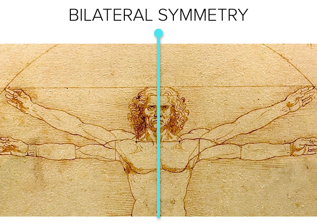 The Vitruvian Man by Leonardo da Vinci