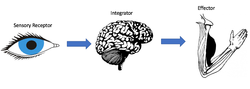 Sensors, Integrators, and Effectors