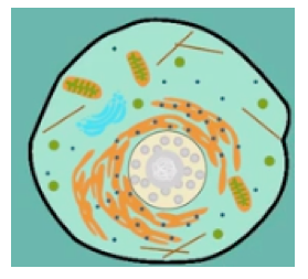 Cell