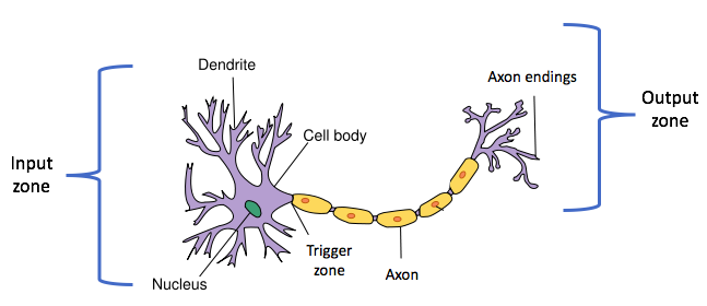 Neuron Parts