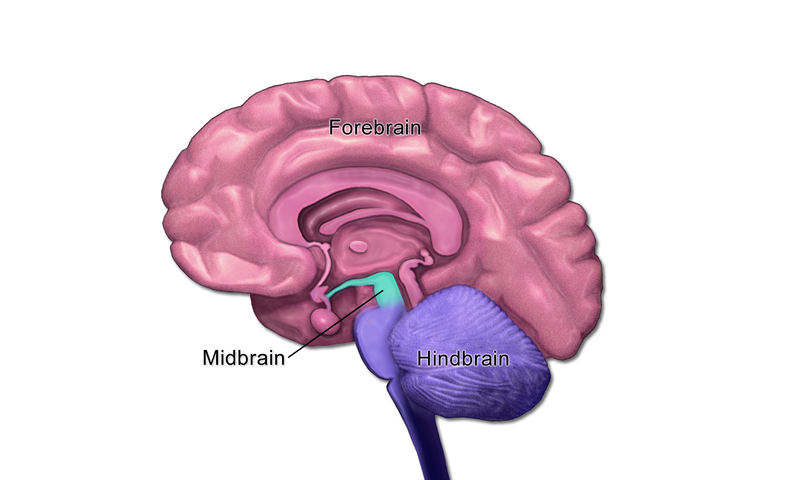 Hidbrain, Midbrain, and Forebrain