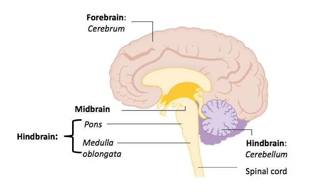 Parts of the Brain