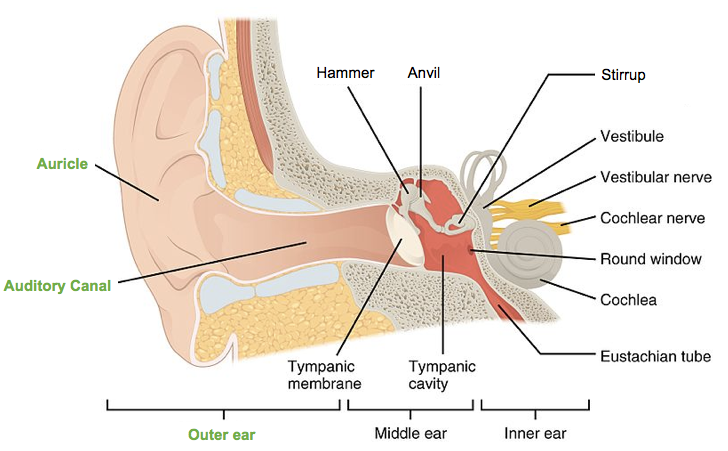 Outer Ear