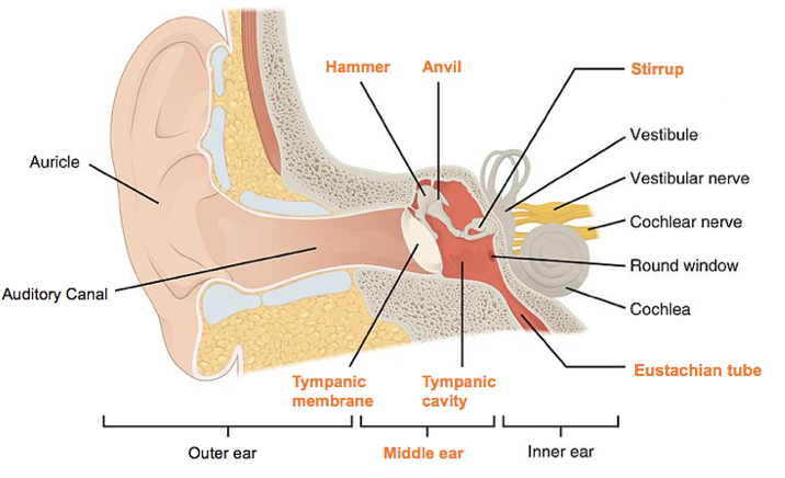 Middle Ear