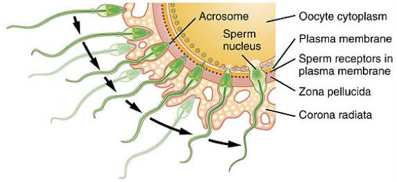 File:7433-Fertilization.png