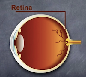 Retina