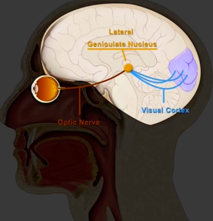 Eye and the Brain
