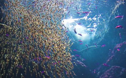 School of Fish