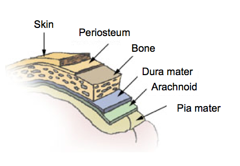 Layers of Meninges