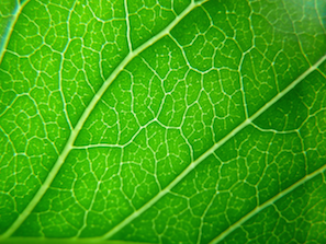 Leaf