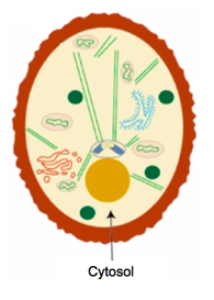 Cytosol