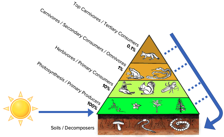 ecologic pyramids are largest at the bottom and smaller at each subsequent level to represent that only about 10% of the energy of a trophic level will be passed to the next level