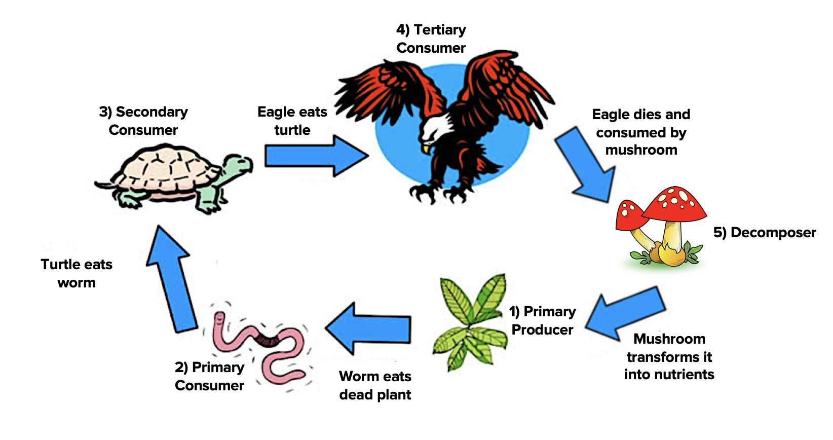 food chains are one way to visualize the trophic levels